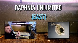 How I Raise Daphnia Water Fleas And You Can Too [upl. by Anelaf]