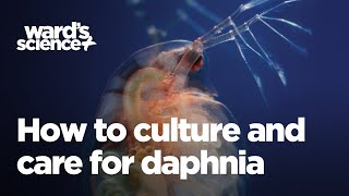 Caring and Culturing for Daphnia [upl. by Norvol]