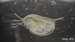 Daphnia magna under the Microscope [upl. by Paolo]