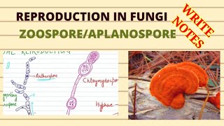 reproduction in fungi ll zoospore flagella [upl. by Nicolas]