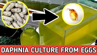 HOW TO HATCH DAPHNIA EGGS  HOW TO CULTURE DAPHNIA [upl. by Emeric]