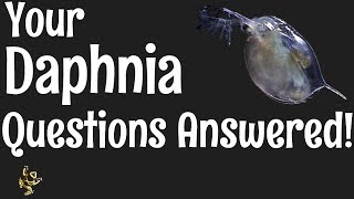 Daphnia Questions Answered [upl. by Natehc]