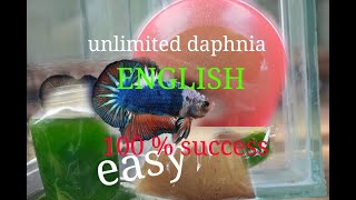 daphnia moina culture Easy way Unlimited production English  with sub Green water Chlorella [upl. by Katrine]