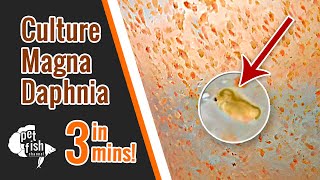 How to culture DAPHNIA MAGNA  The easy way [upl. by Ahsieki]