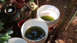 How to grow Green Water Algae [upl. by Lizbeth498]