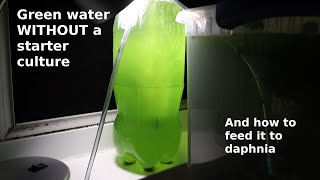 Green Water WITHOUT a Starter Culture  From Scratch  How To [upl. by Lehpar814]