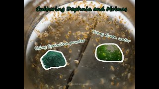 How To Culture Daphnia and Moinas using Green Water Spirulina powder [upl. by Aiken992]