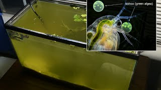 Raising Daphnia for the Freshwater Aquarium [upl. by Frankie]