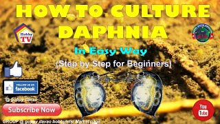 HOW TO CULTURE DAPHNIA In Easy Way [upl. by Yrffej]